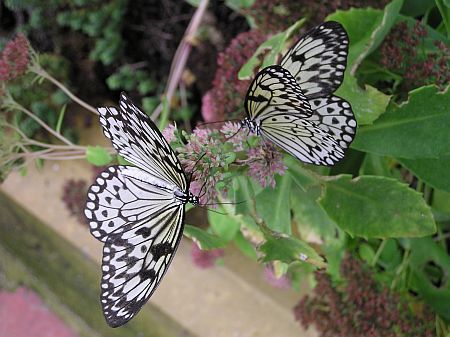 Butterfly World Isle of Wight