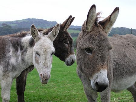 Donkey Sanctuary Donkey Sanctuary